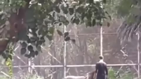 A drunk man jumps inside lion enclosure at zoo in Delhi, India 🇮🇳 | #viral