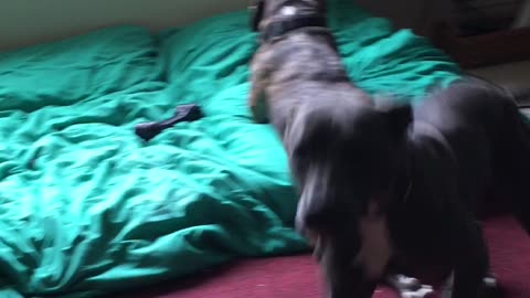 Dog runs from vacuum