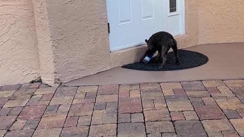 Frenchie loves the bottle