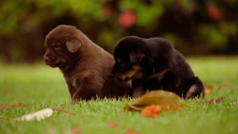 Cutest Puppies Playing Compilation #dog #puppyvideos #cutepuppy #doglife #happypuppy #cutedogs