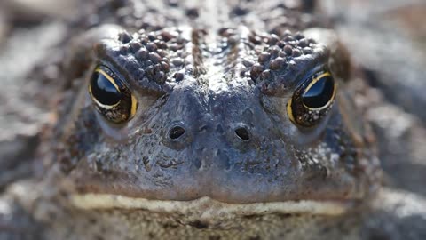 "Wild Wonders: Exploring the Beauty and Diversity of Earth's Creatures"