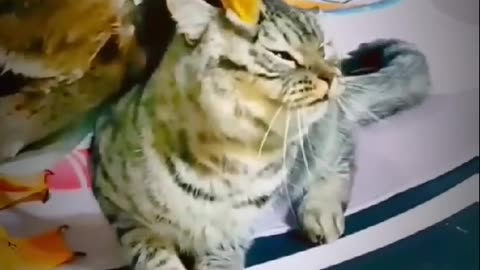 Funny cat