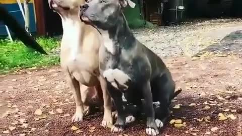 Training dogs