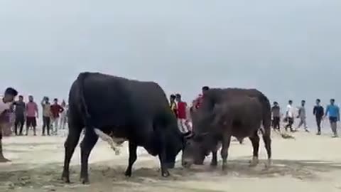 Bull Fight in Village