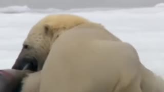 Hungry Polar Bear Ambushes hunt#short #wildlife