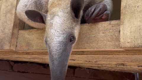 Otis The Snoozy Anteater Shows Off Long Tongue