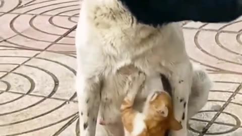 Funny cat and dog funny I want to eat 💯💯😂😂🤣🤣😅😅