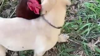 how to tame a bad rooster 🐔