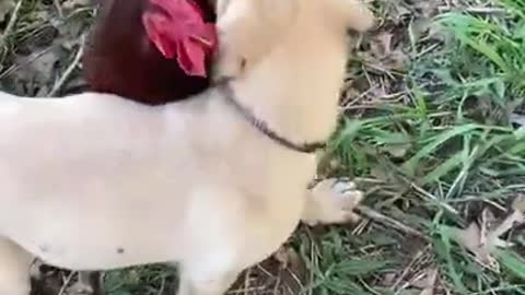 how to tame a bad rooster 🐔
