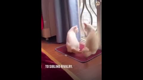 new-funny-animals-funniest-cats-and-dogs-videos