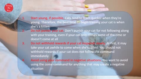 training a cat to come to you