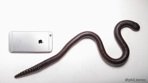 GIANT EARTHWORM DISCOVERED IN ECUADOR_Cut