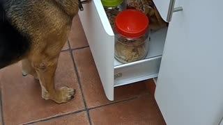 Clever Dog Asks For a Treat