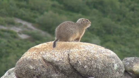 Gophers Animals Animal World Nature Alaska