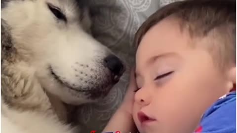 Baby friendship with dog