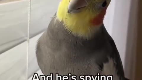 Spying Cockatiel #parrot #pet #cockatiel #yumyumthetiel #bird #cute