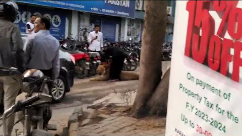 Lion roaming casually in the busy streets of Karachi #lion#roamingincity#captured