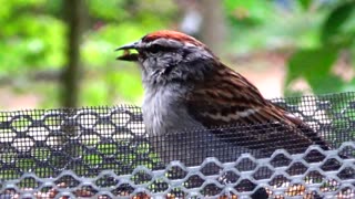 Chirping Sparrow