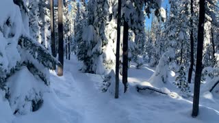 Snowy Forest Hiking – Central Oregon – Swampy Lakes Sno-Park – 4K