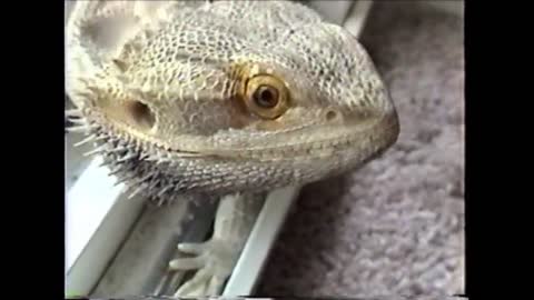 Wild Bearded Dragon Fights Itself!