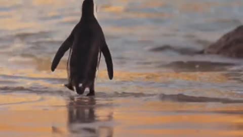 Penguin on Beach Coast