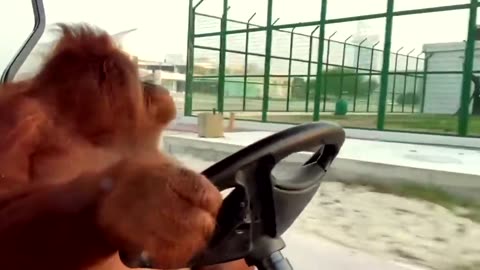 Monkey Drive video