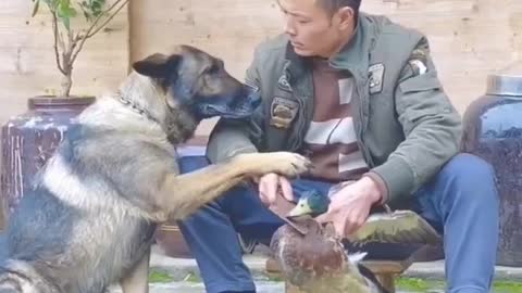 Best Dog thoughtful gesture