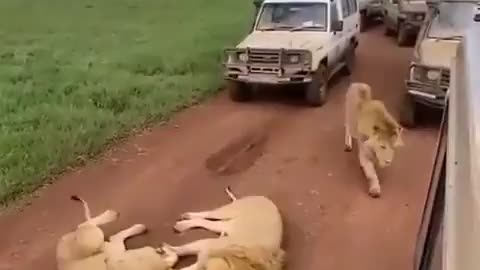 the LIONS seize the road and rElaxes while vehicles wait.