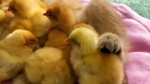 Chicks thinking that the cat is their mother