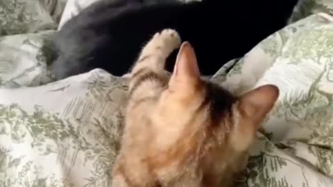 Funny animals video | Cat funny video | funny video #funny