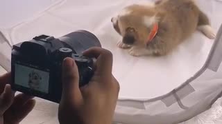 Cute puppy is truly enjoying photo session