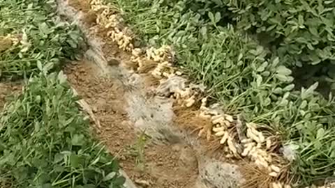 How does peanuts grow?