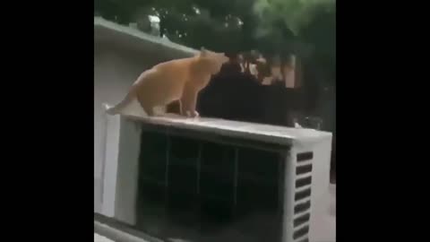 Cat fails to jump