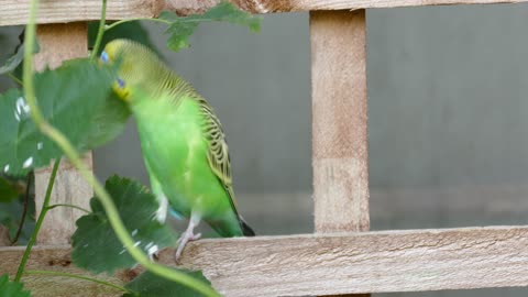 Budgerigar parrot