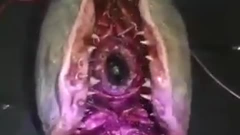 Alien Creature in our Oceans?!?!?! #UFO #Alien #ET #USO #UAP #Disclosure 👉👉👉 Follow me