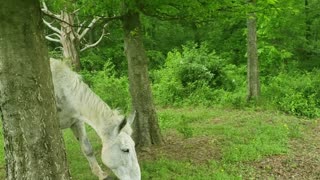 OUR CAT RUNS WITH THE HORSES