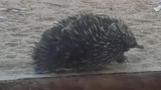 Echidna at the zoo