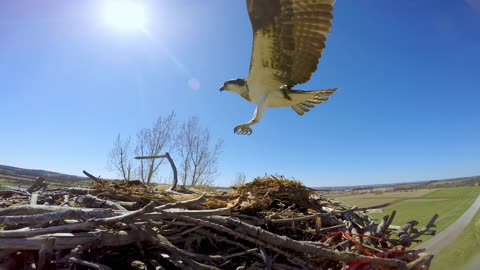 Loving Osprey showers his mate with fresh fish as she gears up for egg-laying and parenthood