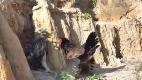 chicken defending her chick