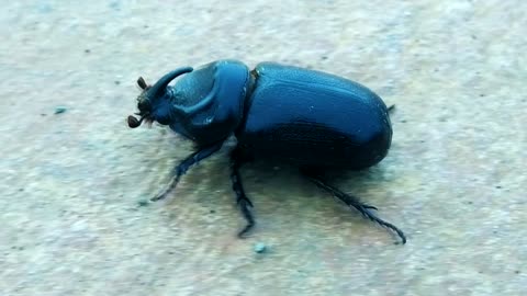 INSECTS: Rhinoceros Beetle