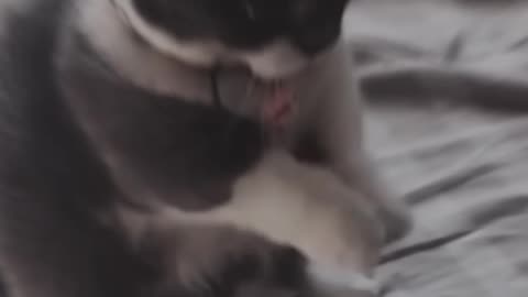 cute cat teaching small kitty