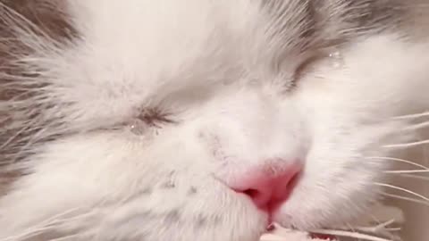 This fat cat is moved to cry when he eats the snacks given by his owner