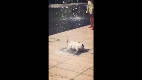 Dog vs fountain