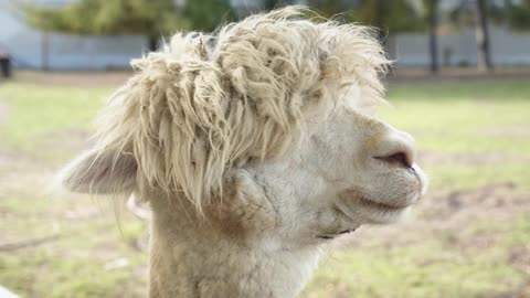 Alpaca Closeup