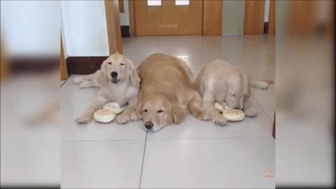 Cute and Funny Dog Videos :)