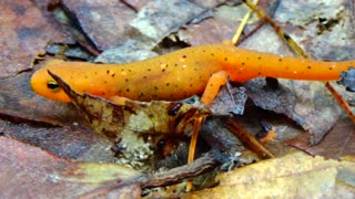 Eastern Newt