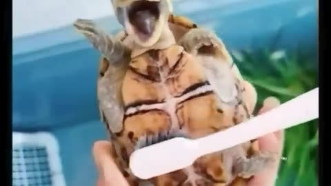 Cute and funny animals compilation part 00002🤣🤣