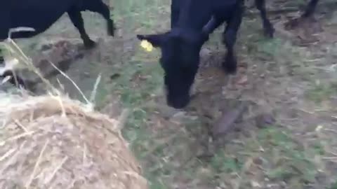 These Cows Play With Hay Bale Like Puppies With Toilet Paper