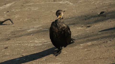 The rare black 'Cormorants' with their natural sound