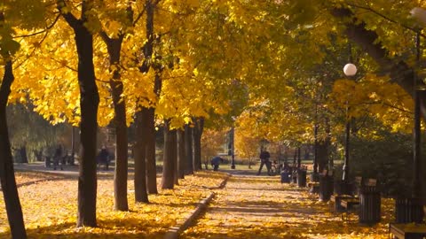 Enchanting Autumn Forests with Beautiful Piano Music